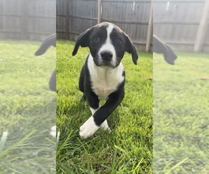 Australian Shepherd-Great Pyrenees Mix Dogs for adoption in Aurora, IN, USA