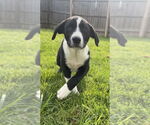 Small Australian Shepherd-Great Pyrenees Mix