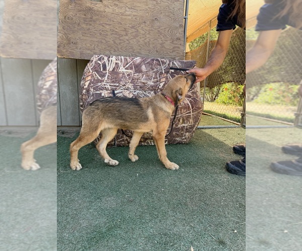 Medium Photo #1 German Shepherd Dog-Great Pyrenees Mix Puppy For Sale in PENRYN, CA, USA