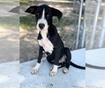 Small #21 American Pit Bull Terrier-Labrador Retriever Mix