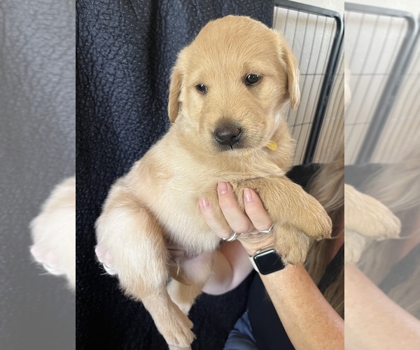 Medium Photo #7 Goldendoodle-Labrador Retriever Mix Puppy For Sale in CAVE CREEK, AZ, USA