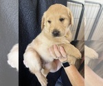 Small #5 Goldendoodle-Labrador Retriever Mix