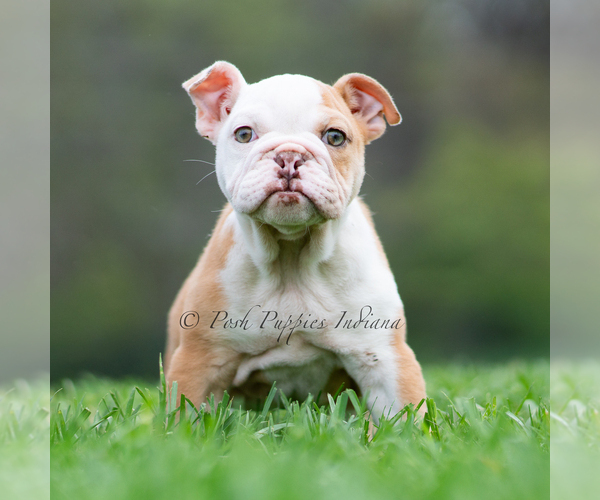 Medium Photo #1 Bulldog Puppy For Sale in WARSAW, IN, USA