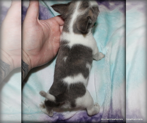 Medium Photo #3 Chihuahua Puppy For Sale in WISTER, OK, USA