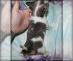 Small #2 Chihuahua