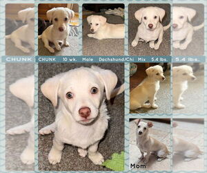 Chiweenie Dogs for adoption in Mesa, AZ, USA