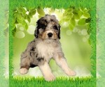 Small #14 Bernedoodle (Miniature)