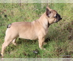 Small #44 French Bulldog