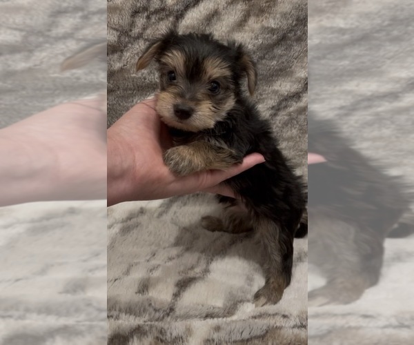 Medium Photo #3 Yorkshire Terrier Puppy For Sale in MOUNT CARMEL, PA, USA