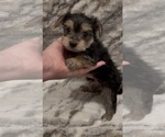Small #2 Yorkshire Terrier