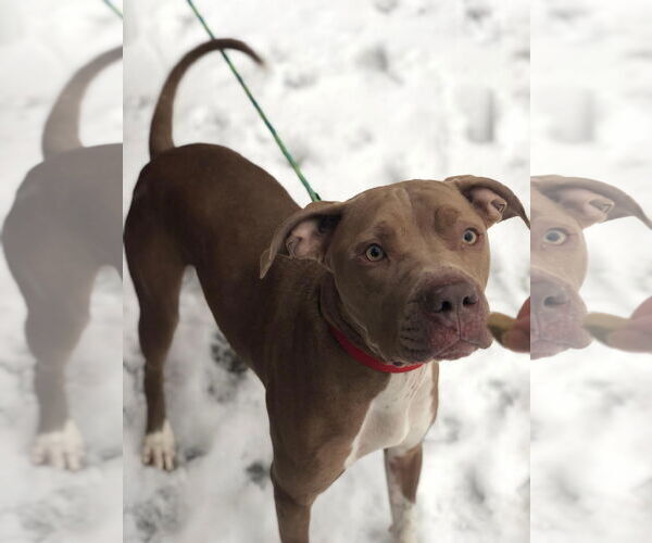 Medium Photo #33 American Pit Bull Terrier-Unknown Mix Puppy For Sale in Germantown, OH, USA