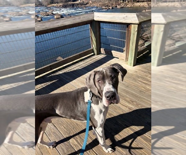 Medium Photo #9 Great Dane Puppy For Sale in Huntersville, NC, USA