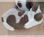 Small #1 German Shorthaired Pointer