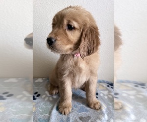 Golden Retriever Puppy for sale in PORTALES, NM, USA