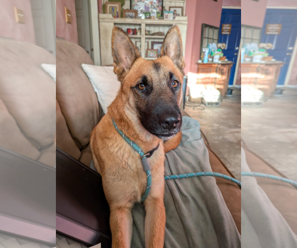 Medium Photo #9 Mutt Puppy For Sale in Fresno, CA, USA