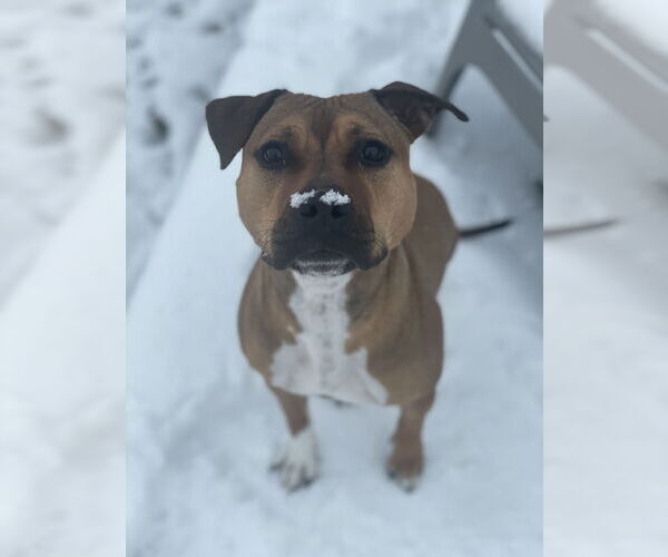 Medium Photo #1 Mutt Puppy For Sale in Aurora, CO, USA