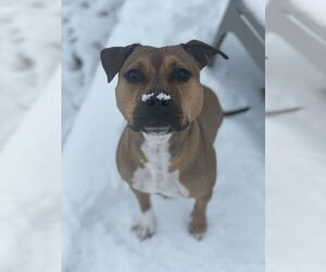 Mutt Dogs for adoption in Aurora, CO, USA