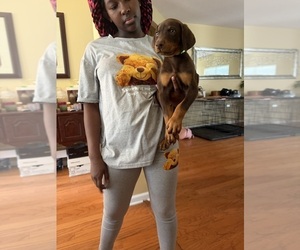 Doberman Pinscher Puppy for sale in SOUTHAVEN, MS, USA
