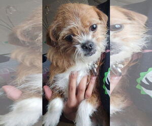 Shih Tzu-Unknown Mix Dogs for adoption in Gibbstown, NJ, USA