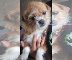 Small Shih Tzu Mix