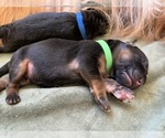Puppy Green Collar German Shepherd Dog