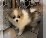 Small Photo #5 Pomeranian Puppy For Sale in CORONA, CA, USA