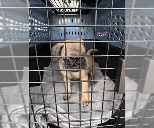 Pug-Unknown Mix Dogs for adoption in Grafton, WI, USA