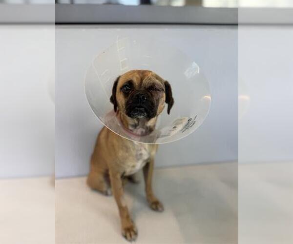 Medium Photo #1 Pug-Unknown Mix Puppy For Sale in San Martin, CA, USA
