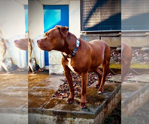 Medium Photo #2 American Pit Bull Terrier-Unknown Mix Puppy For Sale in Sykesville, MD, USA