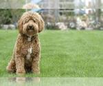 Small #12 Cockapoo-Goldendoodle Mix