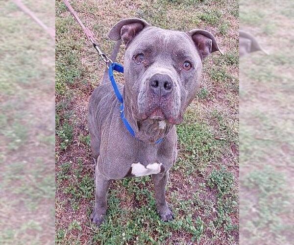 Medium Photo #2 American Staffordshire Terrier Puppy For Sale in Fort Lauderdale, FL, USA