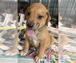 Small #1 Labrador Retriever Mix