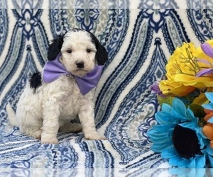 Poodle (Miniature) Puppy for sale in LANCASTER, PA, USA