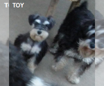 Small Photo #4 Schnauzer (Miniature) Puppy For Sale in TOLEDO, OH, USA