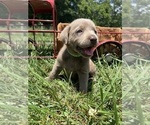 Small #5 Labrador Retriever