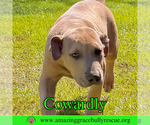 Small Photo #11 Bulldog-Labrador Retriever Mix Puppy For Sale in Pensacola, FL, USA