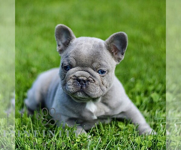 Medium Photo #3 French Bulldog Puppy For Sale in GORDONVILLE, PA, USA