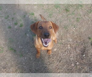 Professor Red - Male Labrador Retriever-Unknown Mix Dog for Adoption - Photo #2