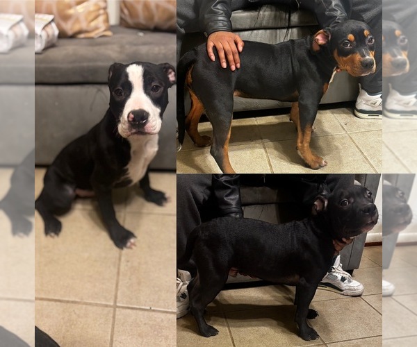 Medium Photo #1 American Bully Puppy For Sale in SEVERN, MD, USA
