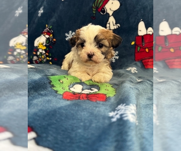 Medium Photo #6 Zuchon Puppy For Sale in NEW YORK MILLS, MN, USA