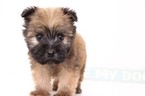 Small Photo #1 Soft Coated Wheaten Terrier Puppy For Sale in NAPLES, FL, USA