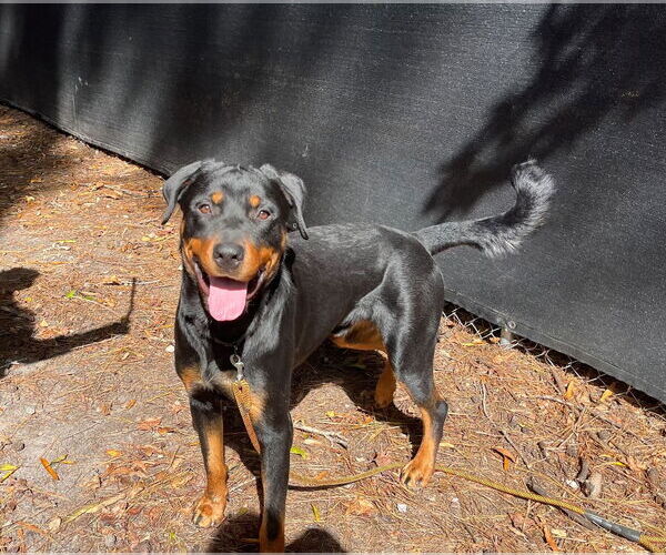 Medium Photo #6 Rottweiler-Unknown Mix Puppy For Sale in White Hall, AR, USA