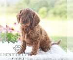 Small #3 Cavapoo (Miniature)