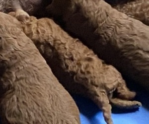 Poodle (Miniature) Puppy for sale in JAMESTOWN, TN, USA