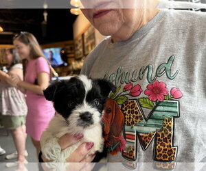 Otis - Male Chihuahua Dog for Adoption - Photo #2