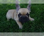 Small Photo #17 French Bulldog Puppy For Sale in LOUISVILLE, CO, USA