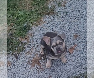 French Bulldog Puppy for sale in INDIANAPOLIS, IN, USA