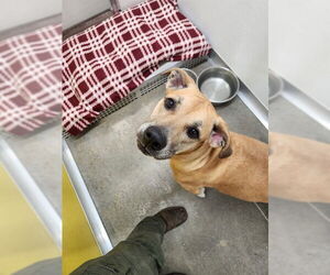 Labrador Retriever-Unknown Mix Dogs for adoption in Temple, TX, USA