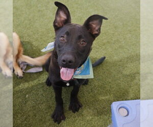 Labrador Retriever-Unknown Mix Dogs for adoption in San Antonio, TX, USA