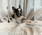 Small #1 French Bulldog